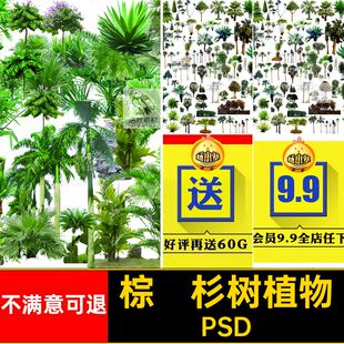 热带树木PSD分成素材杉树植物热带雨林源文件木森林棕榈分层园林