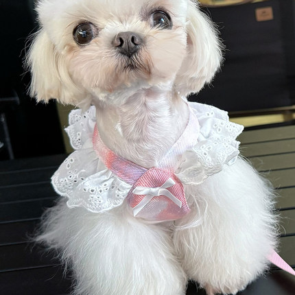 约克夏马尔济斯专用狗狗牵引绳宠物小型犬不勒脖夏季背心式遛猫衣