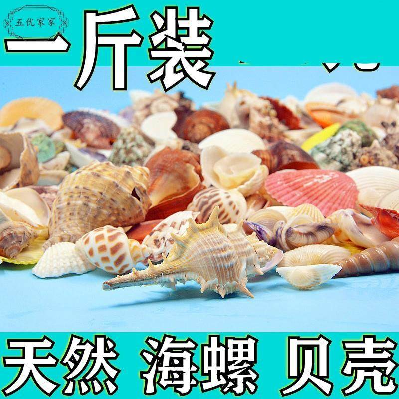 天然贝壳海螺手工diy幼儿园环创意玩具礼物鱼缸造景装饰材料包邮