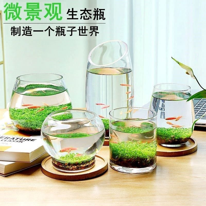 包邮养鱼水草植物免不换水鱼缸微景观迷你生态鱼瓶办公桌面观赏鱼