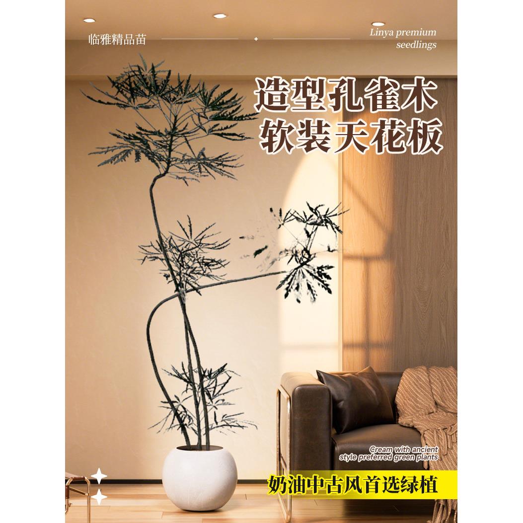 孔雀木大盆栽客厅大型落地造型绿植室内网红高级感植物办公室好养