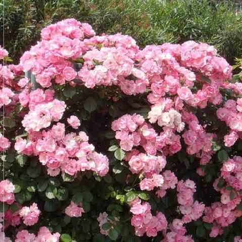 月季花苗爬藤四季开花不断耐阴种在院子适合容易花园大门口大中小