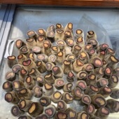 梅花鹿鹿茸全腊残片碎腊片泡酒药材吉林鹿茸片半蜡煲汤滋补5克