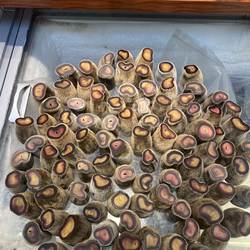 梅花鹿鹿茸全腊残片碎腊片泡酒药材吉林鹿茸片半蜡煲汤滋补20克