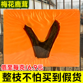 梅花鹿干鹿茸整只吉林东北鹿茸片煲汤泡酒整枝成年男性血片二杠