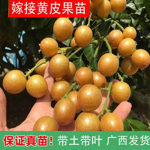 黄皮特大鸡心无核苗带四季果树