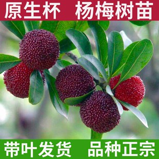 东魁杨梅树树苗正宗嫁接黑炭杨梅苗果树乌梅树苗南方种植带土带叶