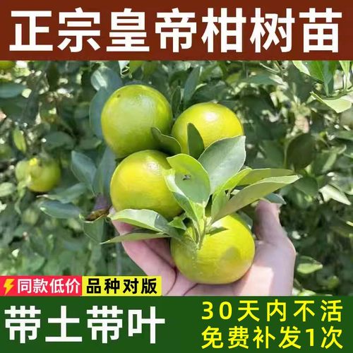 皇帝柑树苗带土带叶广西发货
