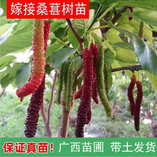 带土发货果桑苗带叶嫁接
