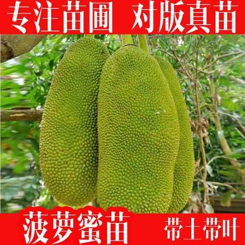 专注苗圃对版真苗带土带叶