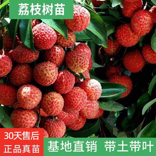 荔枝树苗嫁接南方果树苗