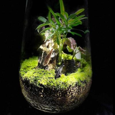 水培盆景植物生态微景观绿植造景植物桌面装饰小摆件成品盆栽绿植