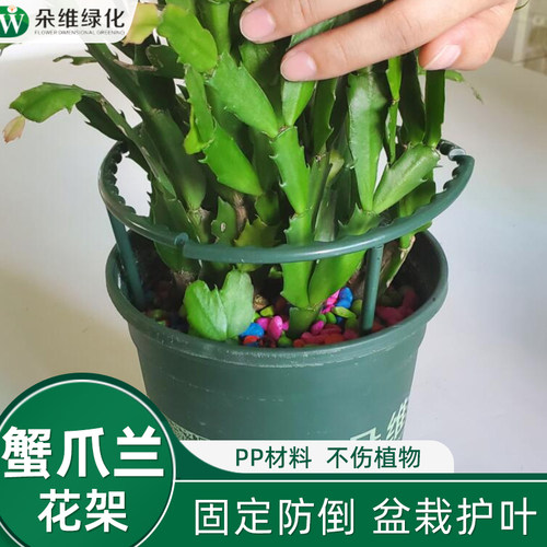 朵维绿化花架蟹爪兰支撑杆
