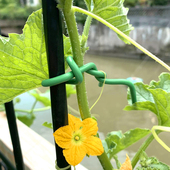 园艺绑枝绑扎扎带扎线铁丝月季 爬藤植物固定绳捆扎带支架绑花神器