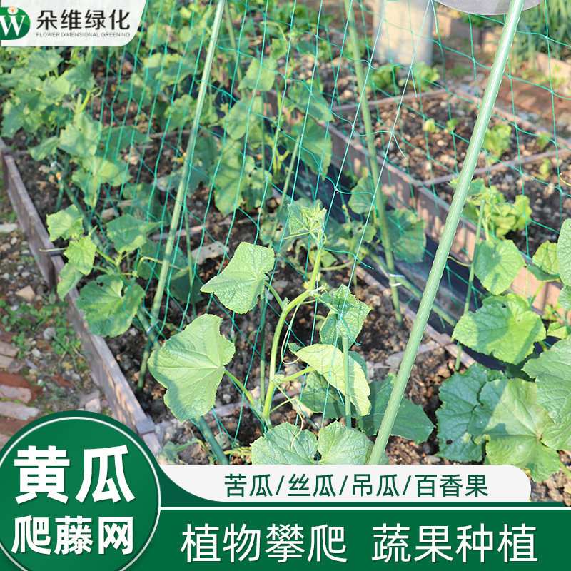 黄瓜爬藤网丝瓜豆角月季爬藤图片