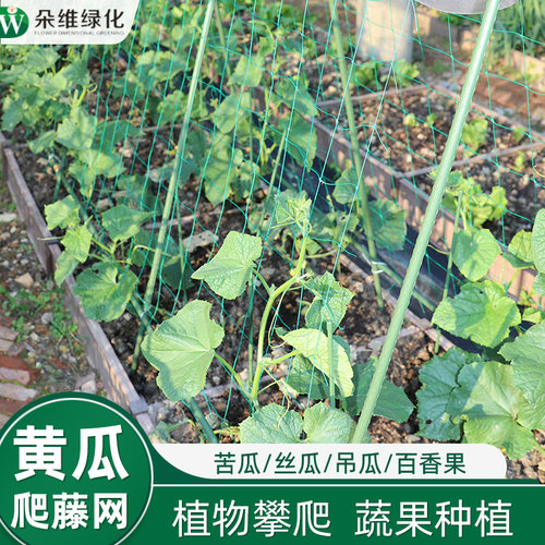 黄瓜爬藤网丝瓜豆角月季爬藤
