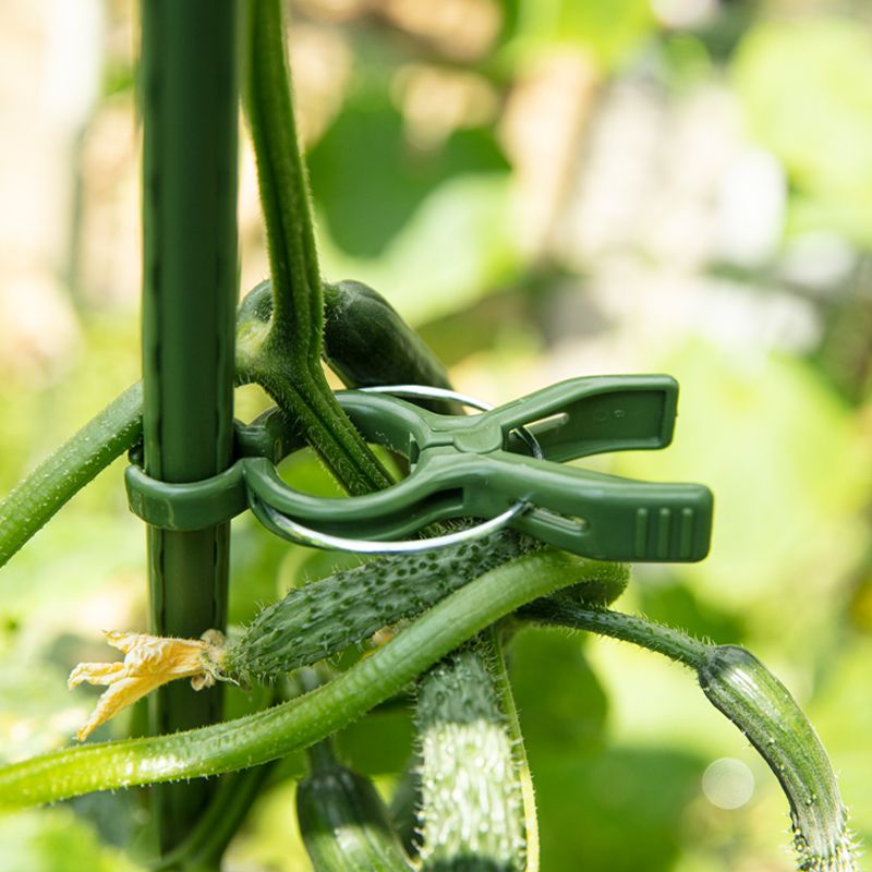 朵维优质番茄西红柿牵引固定藤蔓