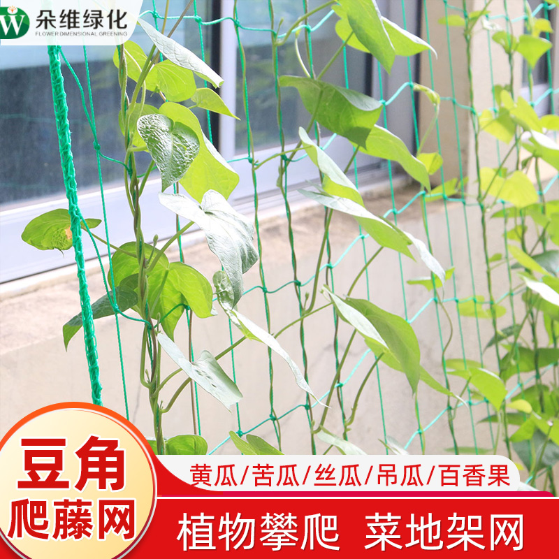 豆角黄瓜植物爬藤网葡萄