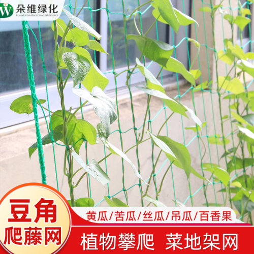 豆角黄瓜植物爬藤网葡萄