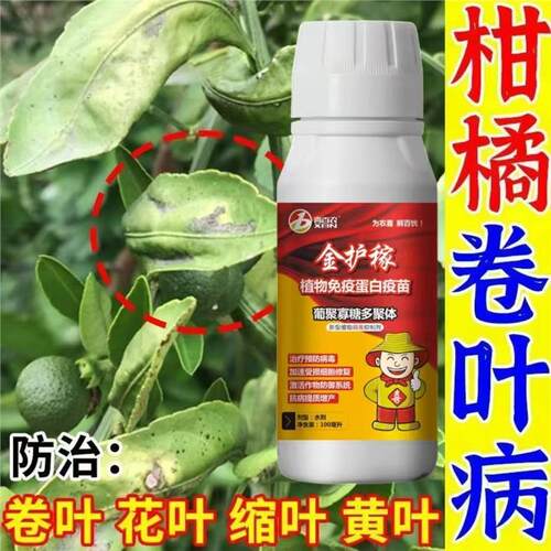 【急救卷叶】柑橘卷叶专用药严重卷叶黄叶黄化病果树柑橘桔树通用