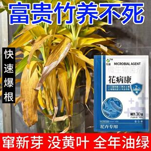 富贵竹黄叶干尖专用肥料叶子发黄枯瘦烂根家用植物生根黄叶菌立清