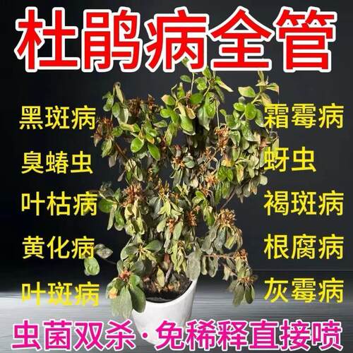 急救杜鹃花营养液叶子枯萎黄叶掉叶枯萎掉花苞不开花枯枝肥料