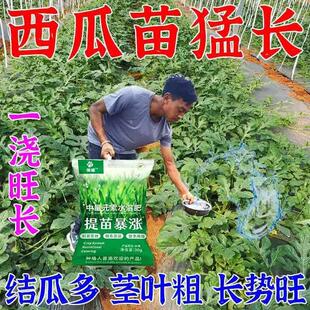西瓜提苗暴涨专用肥生根壮苗剂促进生根防死苗猝倒黄苗专用增产肥
