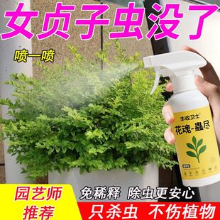 亮晶小叶女贞树除虫蚜虫杀虫剂虫害金叶白蜡蚧斑衣蜡蝉桑白