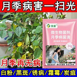 月季花病害专用药黄叶黑斑枯枝病白粉病掉花苞月季玫瑰花卉杀菌剂