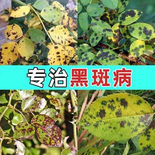 月季黑斑病专用多菌剂蔷薇玫瑰黑杆不开花黄叶白粉病害常用营养液