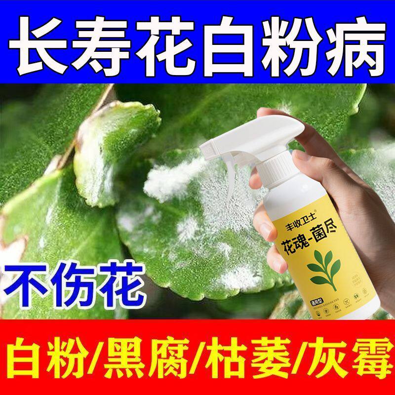 【长寿花病害急救】长寿花专用杀菌剂白粉病基腐病腐烂病黄叶急救