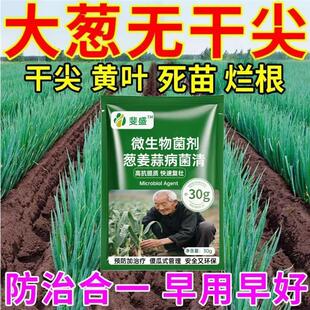 大葱专用病菌清白斑葱叶有白点白粉大葱干尖黄叶根腐防腐软腐防烂