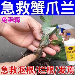 蟹爪兰通用杀菌剂治白斑病黑斑病炭疽病白粉病叶枯病软腐病促开花