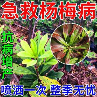 杨梅病全治杨梅专用药生杨梅褐斑红斑黄叶枯梢凋萎专用菌剂