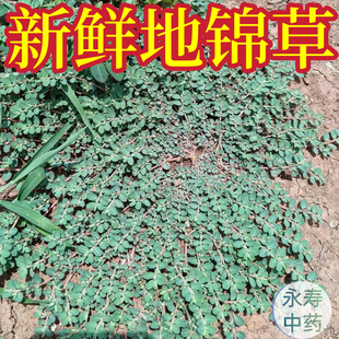 新鲜地锦草血见愁奶汁草红莲草铁线小红筋草奶浆草小飞杨草 包邮