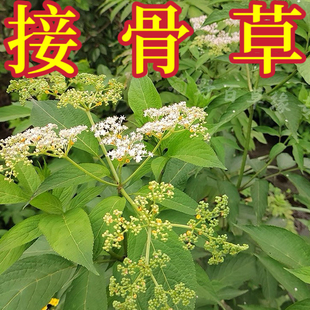 新鲜野生接骨草八棱麻根陆英走马风小接骨丹苗干货中药材