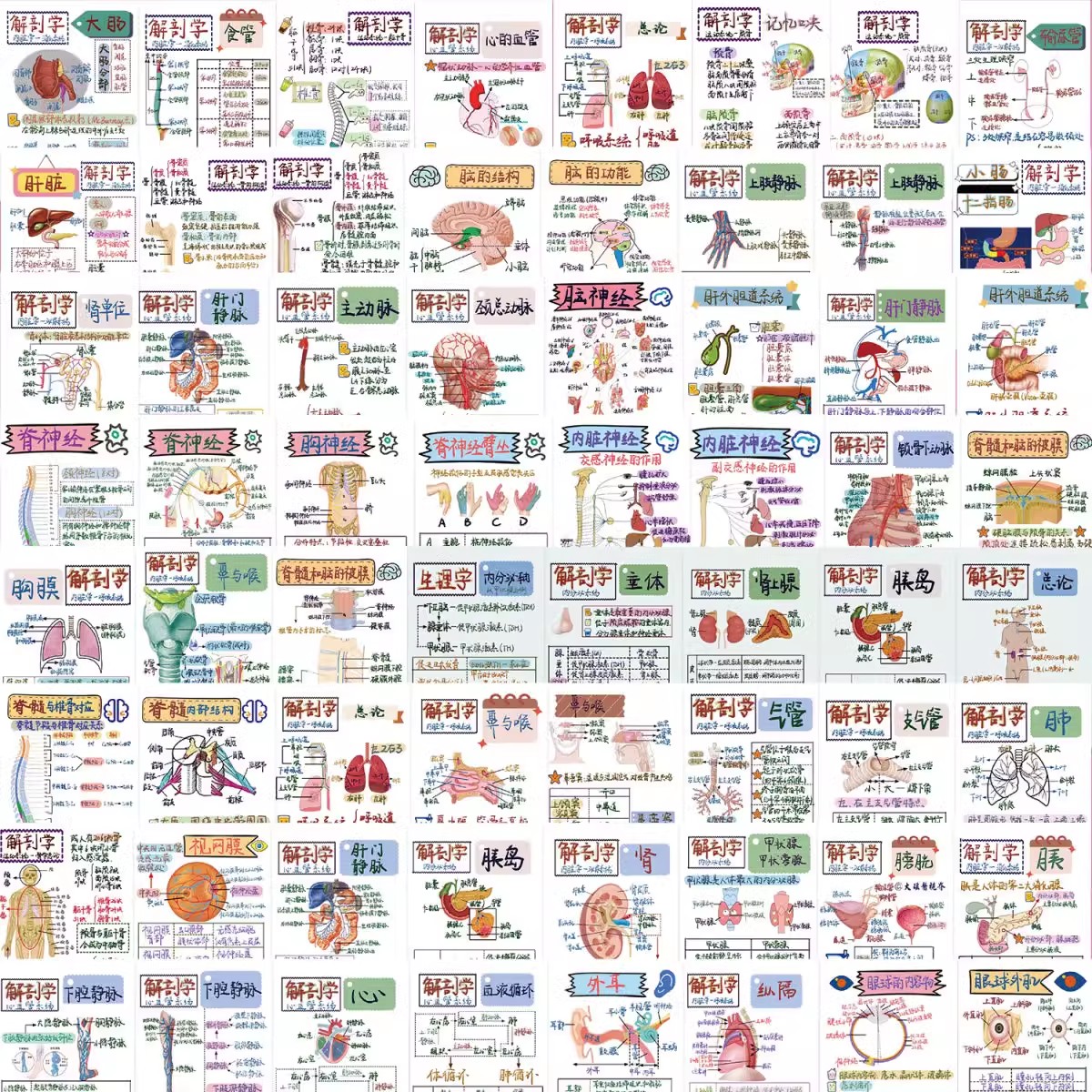 人体解剖医学贴纸医学生笔记diy装饰贴画创意防水手机笔记本