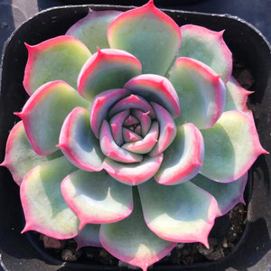 阳台办公室小盆栽吸甲醛净化空气 红边月影系肉肉 多肉植物 侧影