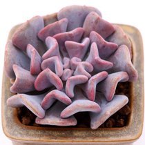 绿植趣味防辐射净化空气多肉植物