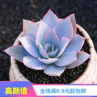 多肉植物广寒宫 肉肉盆栽群生大单头蓝鸟蓝石莲天鹅绒橙梦露 晚霞