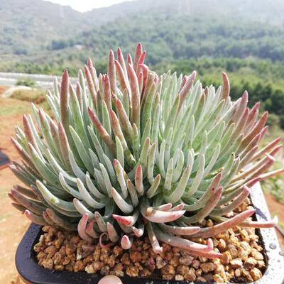 精品贵货多肉植物爱杜爱杜丽丝