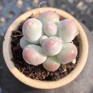 精品小萌物 杂交新品 糖豆 手指奶 趣味小绿植肉肉 汤圆 多肉植物