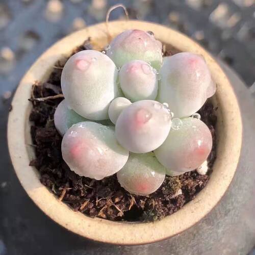 多肉植物汤圆手指奶杂交