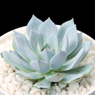 肉肉绿植小盆栽 多肉植物 粉蓝鸟 厚叶蓝鸟 吸甲醛 薄叶蓝鸟