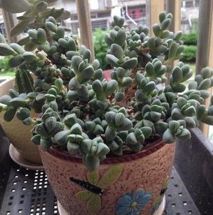 桌面绿植熏波菊 多头群生老桩 肉肉小盆栽 鹿角海棠 多肉植物