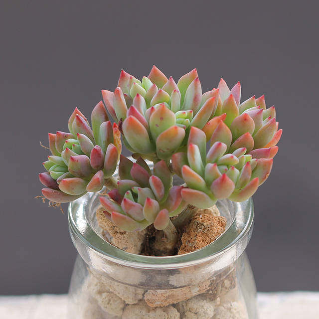 花之语花卉园 多肉植物 小美女 群生肉肉小盆栽,鲜花速递/花卉仿真/绿植园艺,多肉植物,淘宝优惠券,粉丝福利购,淘宝优惠卷