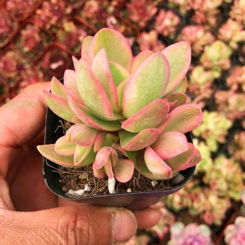 精品贵货多肉植物 朝霞锦 爱德华锦 阳台趣味盆栽小绿植 肉肉