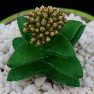 开花型肉肉小盆栽 多肉植物 小夜衣 新娘捧花 趣味小绿植 神童