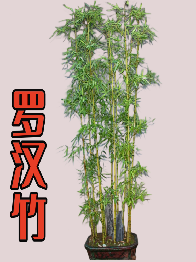 精品罗汉竹苗四季常青不落叶盆栽桌面绿植