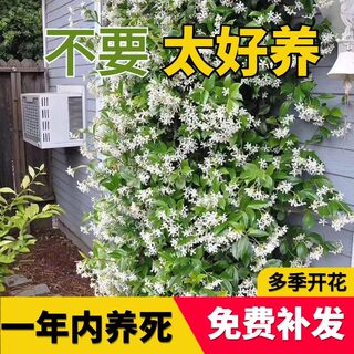 风车茉莉爬藤植物大苗老桩盆栽粉色黄色爬墙花卉庭院栅栏四季常绿